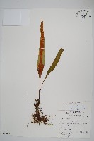 鱗瓦葦、長柄瓦葦藏品圖，第1張