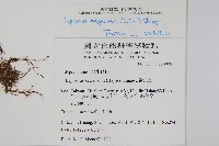 鱗瓦葦、長柄瓦葦藏品圖，第2張
