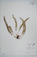 芽胞耳蕨、芽孢耳蕨藏品圖，第1張