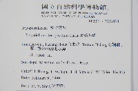 芽胞耳蕨、芽孢耳蕨藏品圖，第2張