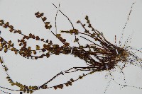 鐵角蕨藏品圖，第3張