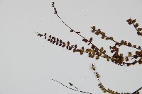 鐵角蕨藏品圖，第4張