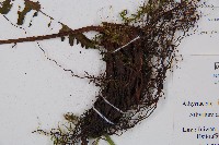 黑葉貞蕨藏品圖，第3張