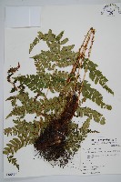 兒玉氏耳蕨藏品圖，第1張