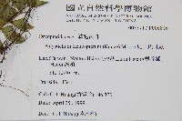 兒玉氏耳蕨藏品圖，第2張