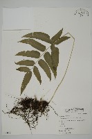 華鳳丫蕨藏品圖，第1張