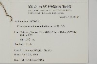 華鳳丫蕨藏品圖，第2張