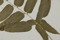 華鳳丫蕨藏品圖，第3張