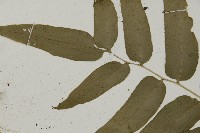 華鳳丫蕨藏品圖，第4張