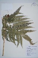 斜方複葉耳蕨藏品圖，第1張