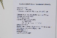 斜方複葉耳蕨藏品圖，第2張