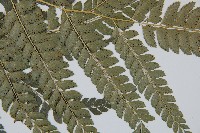 斜方複葉耳蕨藏品圖，第3張