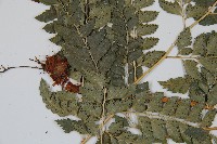 斜方複葉耳蕨藏品圖，第4張