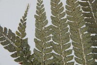 斜方複葉耳蕨藏品圖，第5張