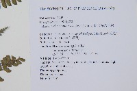 斜方複葉耳蕨藏品圖，第2張