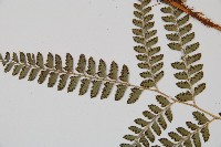 斜方複葉耳蕨藏品圖，第3張