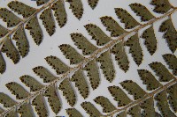 斜方複葉耳蕨藏品圖，第5張