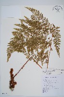 台灣小膜蓋蕨藏品圖，第1張