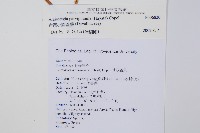 台灣小膜蓋蕨藏品圖，第2張