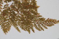 台灣小膜蓋蕨藏品圖，第3張