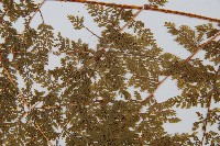 台灣小膜蓋蕨藏品圖，第4張