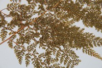 台灣小膜蓋蕨藏品圖，第5張