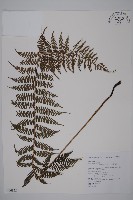 川上氏肋毛蕨藏品圖，第1張