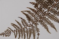 川上氏肋毛蕨藏品圖，第3張