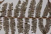 川上氏肋毛蕨藏品圖，第4張