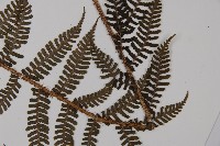 川上氏肋毛蕨藏品圖，第5張