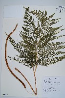 臺灣兩面複葉耳蕨藏品圖，第1張