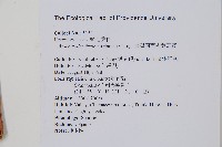 臺灣兩面複葉耳蕨藏品圖，第2張