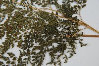 臺灣兩面複葉耳蕨藏品圖，第3張