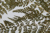 臺灣兩面複葉耳蕨藏品圖，第5張