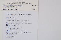 小苞鱗毛蕨藏品圖，第2張