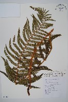 尖葉耳蕨藏品圖，第1張