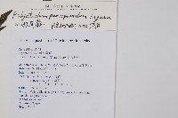 尖葉耳蕨藏品圖，第2張