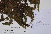 奄美短腸蕨藏品圖，第2張