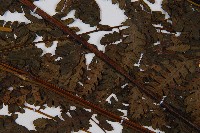 奄美短腸蕨藏品圖，第3張