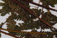 奄美短腸蕨藏品圖，第4張