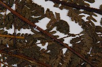 奄美短腸蕨藏品圖，第5張