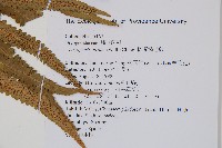 桫欏鱗毛蕨藏品圖，第2張