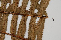 桫欏鱗毛蕨藏品圖，第3張