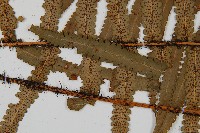 桫欏鱗毛蕨藏品圖，第4張