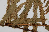 桫欏鱗毛蕨藏品圖，第5張