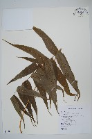 肢節蕨藏品圖，第1張