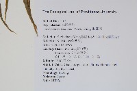 肢節蕨藏品圖，第2張