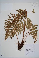 鞭葉耳蕨藏品圖，第1張