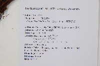 鞭葉耳蕨藏品圖，第2張