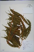 有刺鳳尾蕨藏品圖，第1張